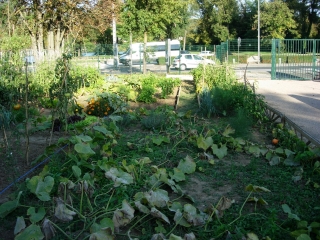 Les parcelles en 2017