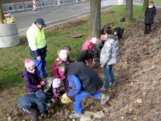 Plantations de crocus par les enfants de l'cole en janvier 2011