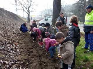 Plantations de crocus par les enfants de l'cole en janvier 2011
