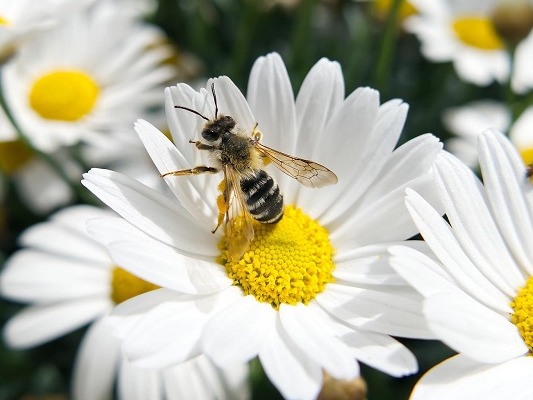 Animation abeilles