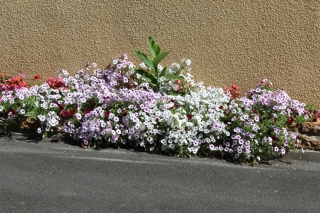 Les fleurs de la commune t 2016