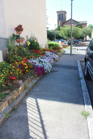 Les fleurs de la commune t 2016