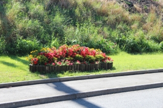 Les fleurs de la commune t 2016