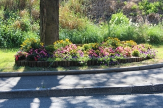Les fleurs de la commune été 2016